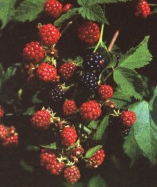 Ежевика. soobrazi.ru