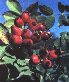 Шиповник